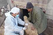 واکسیناسیون رایگان 74 هزار راس دام سبک و سنگین علیه بیماری تب برفکی در شهرستان لنجان